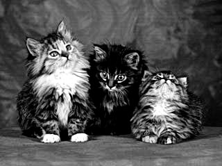 Kittens Three