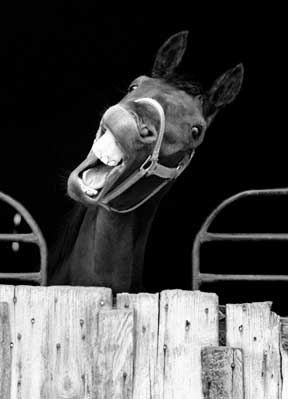 Slim - Forest Service Mule