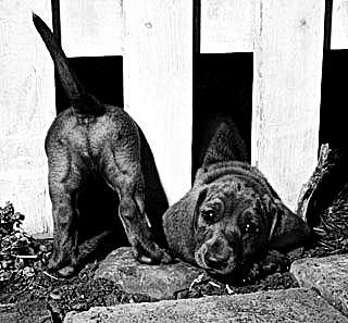 Dashhound Pup