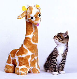 Kitten and Giraffe