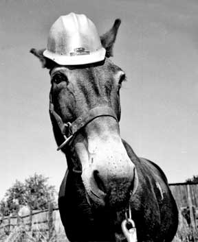 Slim - Forest Service Mule