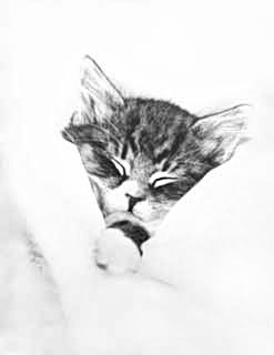 Sleeping Kitten