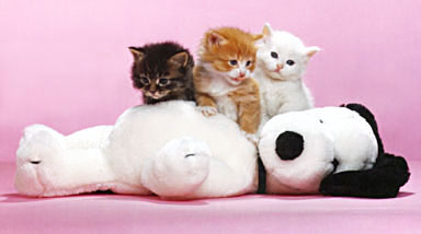 Snoopy and Kittens