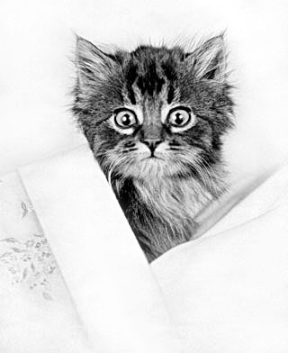 Wide-eyed Kitten