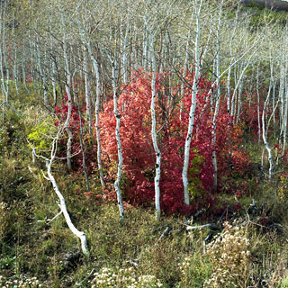 Glacier Park Trail