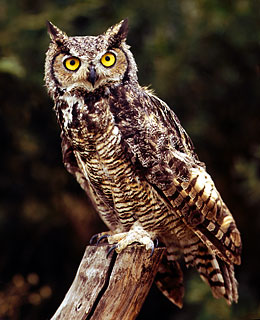 Great Horned Owl