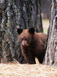 Bear Cub