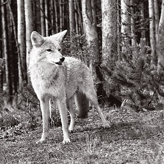 coyote