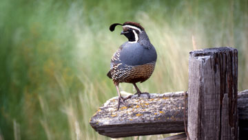 Quail