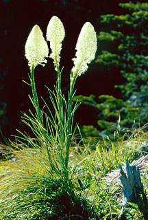 Bear Grass