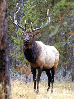 Rocky Mountain Bull Elk