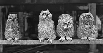 Great Horned Owls