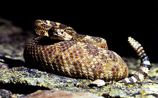 Rattlesnake