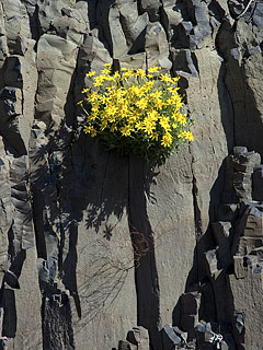 Rock Flowers