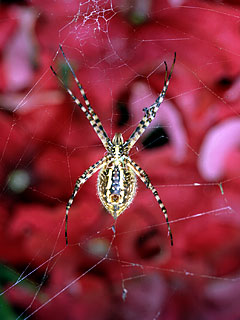 Garden Spider