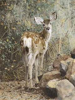 Mule Deer Fawn
